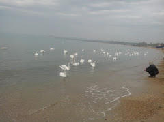 Лебеди на море в Анапе